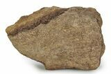 Dinosaur (Triceratops) Frill Shield Section - Wyoming #356930-1